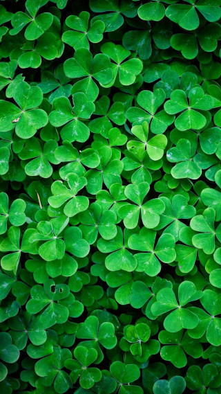 Green leaves ivy vines ecological 2 - free nature wallpaper