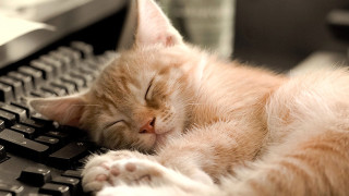Cat sleeping keyboard eyes closed 2 - the keyboard free wallpaper