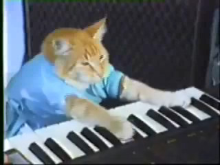 Cat playing keyboard blue shirt - its chest free wallpaper