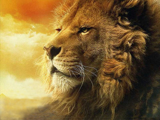Lion sunset sky clouds furry - a sunset in the background free wallpaper