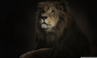 Lion sitting dark eyes open - the dark free wallpaper