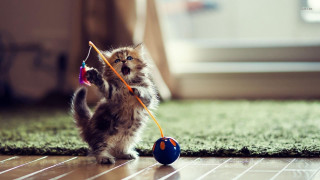 Kitten playing with toy on 2 - a toy free wallpaper