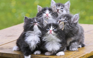 Kittens wooden table outside sunshine - outside free wallpaper