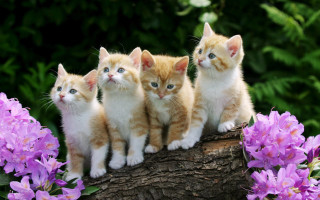 Kittens log garden purple flowers 6 - cute free wallpaper