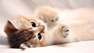 Kitten paws up white sheet - a white sheet free wallpaper