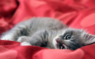 Kitten red blanket eyes open - chippy free wallpaper