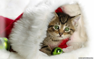 Cat peeking christmas hats green - cat free wallpaper