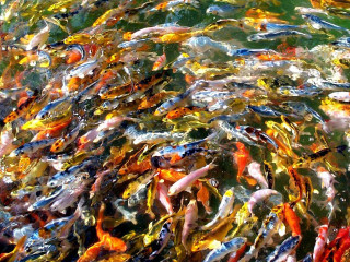 Colorful fish swimming pond green - fish eye free wallpaper