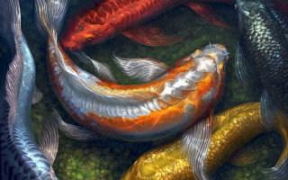 Fish swimming pond water grass - donato giancola free wallpaper