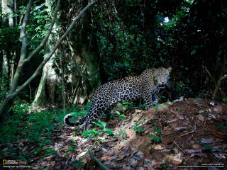 Leopard jungle hillside trees background - a hill side free wallpaper