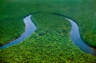 River lush forest trees water - tree and water free wallpaper