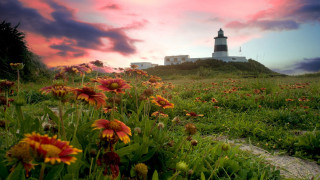 Field flowers lighthouse sunset pink - a field of flowers free wallpaper