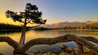 Tree lake mountains sunset dawn - single free wallpaper