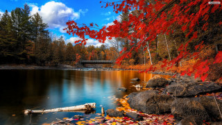 River bridge autumn leaves fallen - beautiful scenery free wallpaper