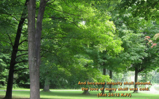Park trees bibleverse love nature - grotesque free wallpaper