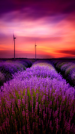 Lavender field windmills sunset countryside - a field of lavender free wallpaper