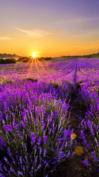Lavender field sunset purple sky - the sun free wallpaper