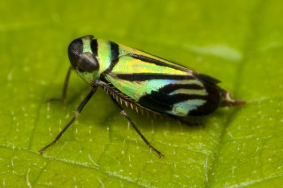 Green black insect leaf water - drop of water free wallpaper