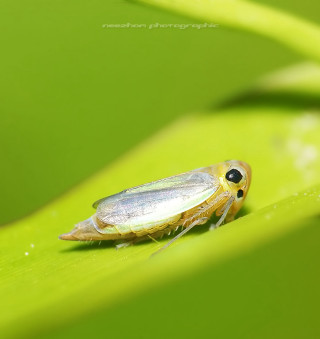 Bug sitting green leaf sunlight - free nature wallpaper