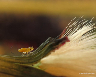 Insect flower white hair yellow - long white hair free wallpaper