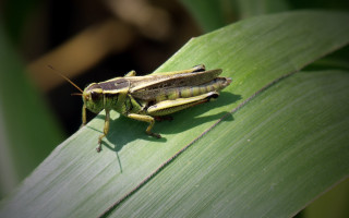 Bug leaf sun sunny day - cricorps grégoire free wallpaper