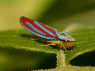 Red blue bug green leaf - a blurry background of leaves and grass free wallpaper