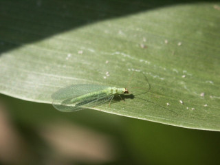 Green insect leaf sun sunny - drop of water free wallpaper