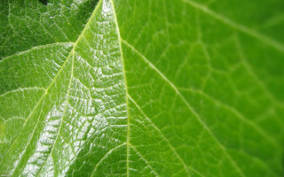 Green leaf white spot black - de hirsh margule free wallpaper