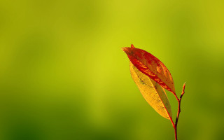 Single leaf stem green background 2 - a single leaf free wallpaper