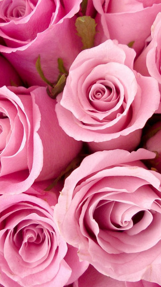 Pink roses closeup green leaves - green leaf free wallpaper