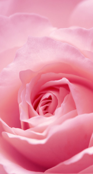 Pink rose closeup white background - cindy wright free wallpaper
