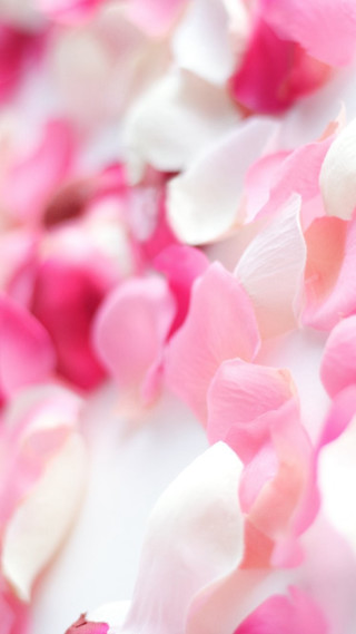 Pink petals cellphone roses blurry - neoromanticism free wallpaper