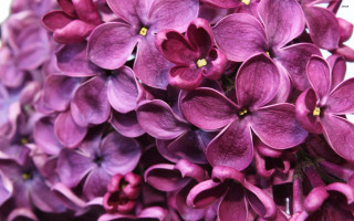 Purple flowers closeup white background - white background free wallpaper