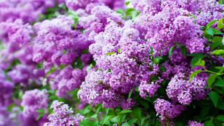 Purple flower bush green leaves - david budd free wallpaper