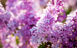 Purple flowers grass sun nature - a bunch free wallpaper