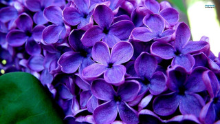 Purple flowers closeup green leaves - a close up of a bunch free wallpaper