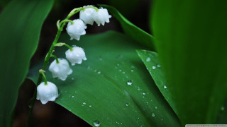 Close up flower water droplets 7 - petal free wallpaper for desktop