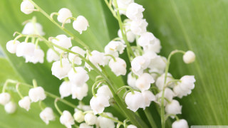 White flowers green leaves blurry 3 - purism free wallpaper