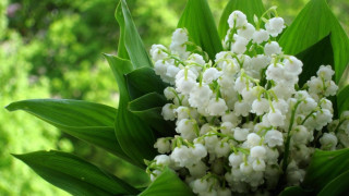 White flowers green leaves blurry 6 - clovis trouille free wallpaper