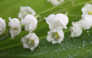 Flower closeup green leaf water - a few white flower free wallpaper