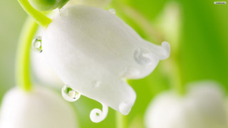 Flower water droplets macro magic - petal free wallpaper for desktop