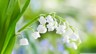 Close up flowers green stems - betty merken free wallpaper