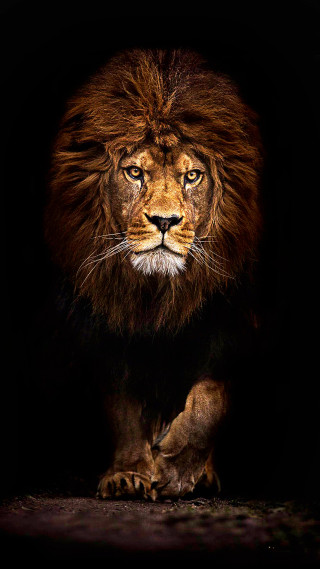 Lion walking dark head turned - animal photography free wallpaper