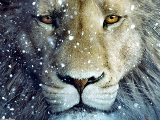 Lion snow blurry background snowflakes - a yellow eye free wallpaper