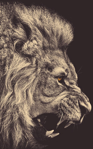 Lion mouth open teeth wide 11 - wide free wallpaper
