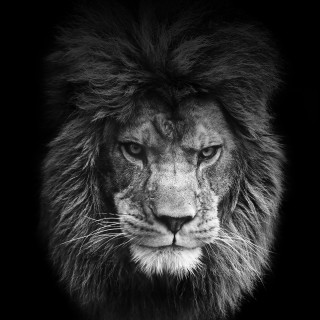 Lion long mane black background - a portrait free wallpaper