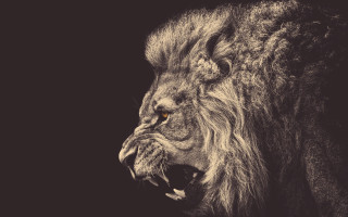 Lion mouth open wide roaring - mouth wide free wallpaper