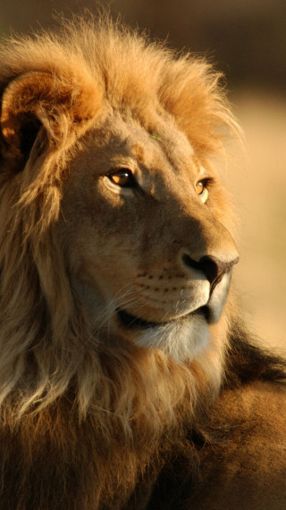 Lion closeup blurry background light - a portrait free wallpaper