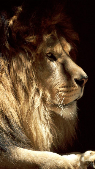 Majestic lion sitting paw gazing - the ground free wallpaper