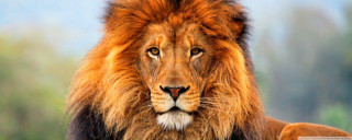 Lion mane black body brown - a black body free wallpaper